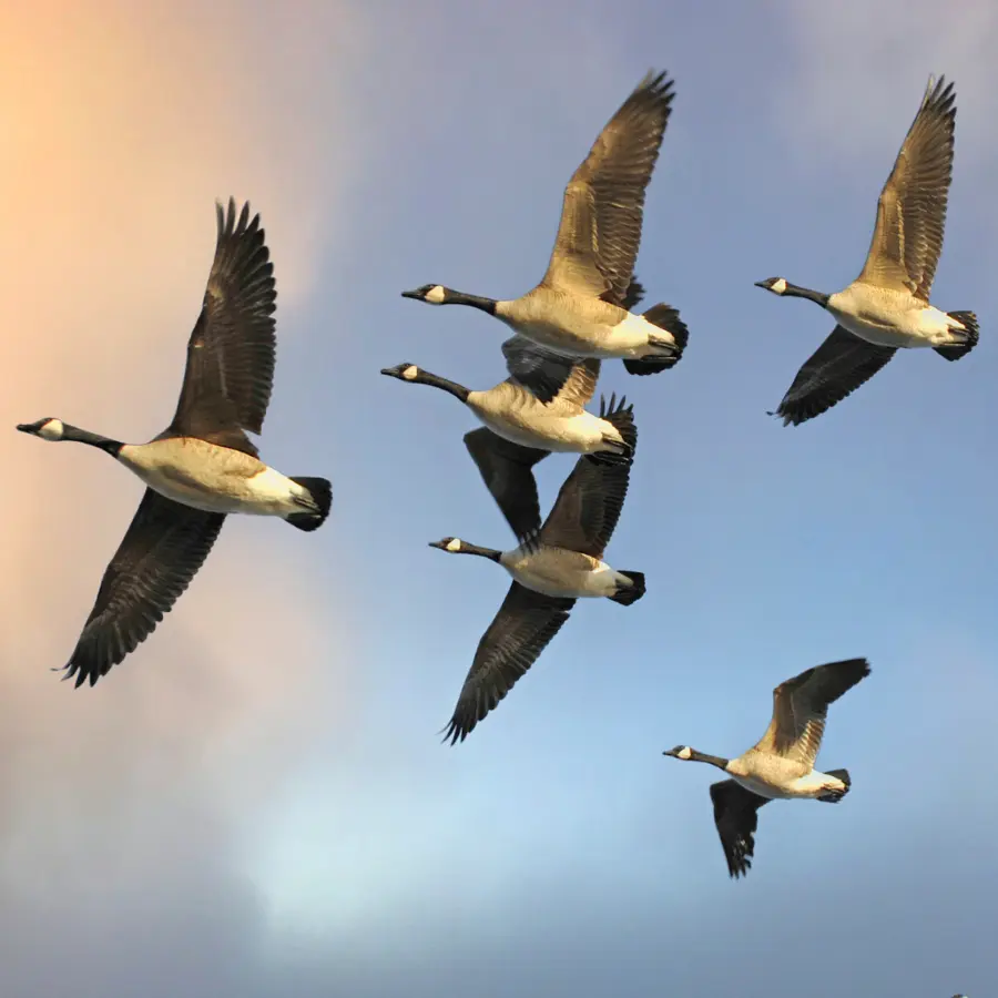 Private EFT Sessions with Bennie Naude